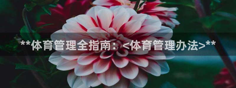 必一体育官方网站入口